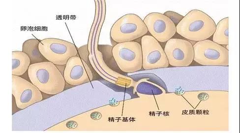 多精受精